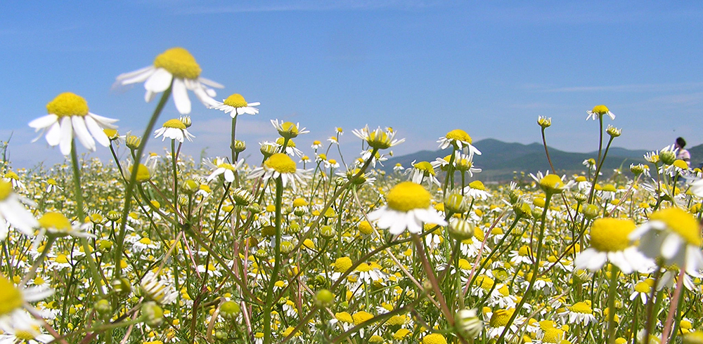 German Chamomile