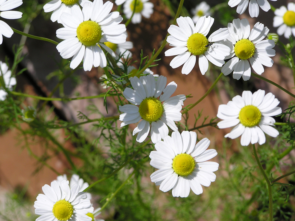 German Chamomile