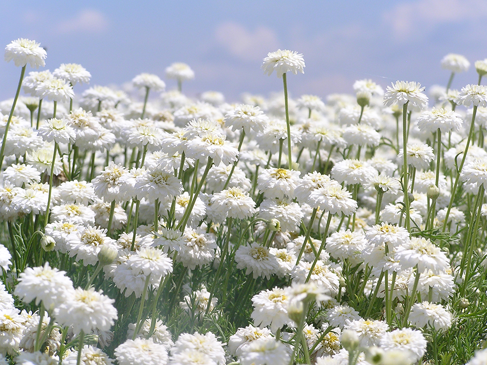 Roman Chamomile