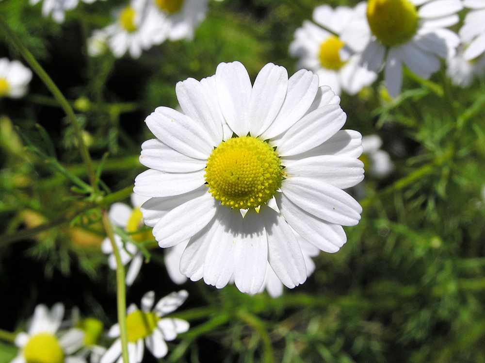 Blue Chamomile