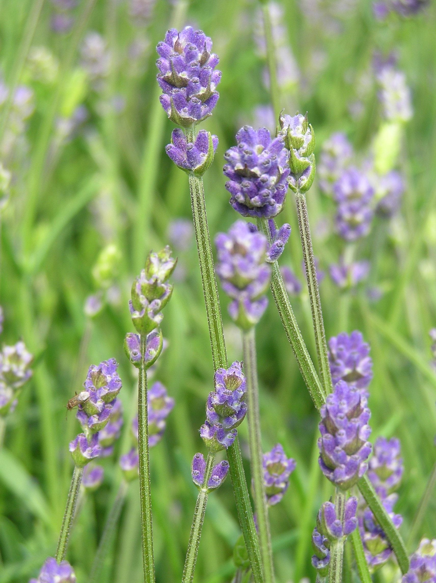 Lavender highland