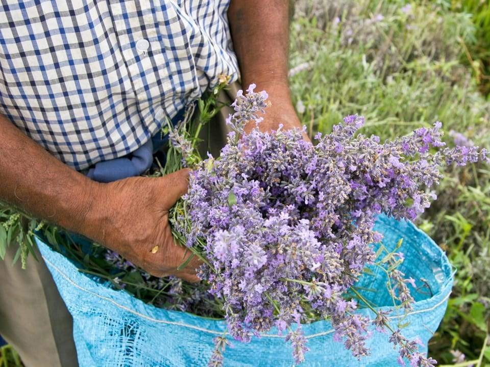 Lavender bulgaria