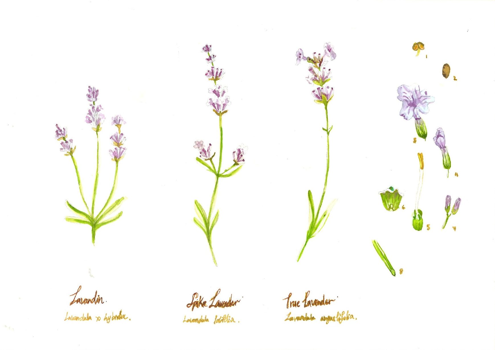 Lavender illustrations